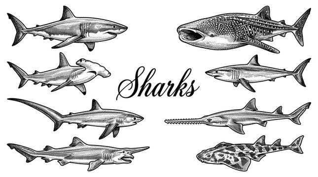 Vintage Engraved Style Sharks Collection, Hand Drawn Vector Illustration of Sea Predators Including Great White Hammerhead Whale Shark and Sawfish