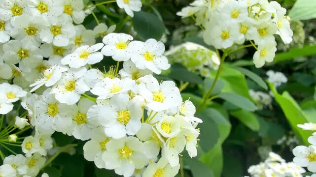 Spirea bush with white flowers
