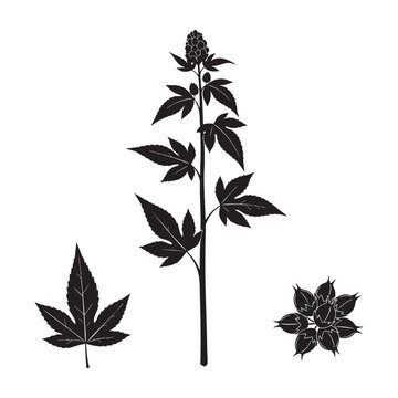 Castor oil plant branch spiky seed pod leaf silhouette