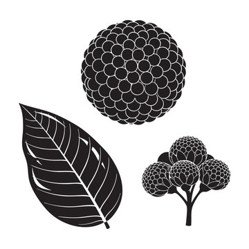 Kadamba burflower tree round blossom and leaf silhouette