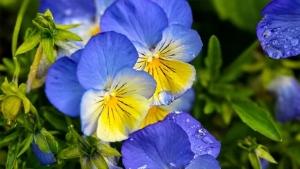 Fototapeten Stiefmütterchen Close up of vibrant blue pansy flowers  © Mateus