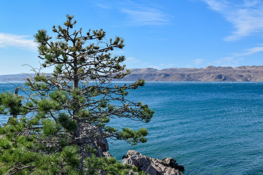 A windswept pine tree clings to the rocky coast near Karlobag, overlooking the deep blue Adriatic and the rugged landscape of Pag island in background