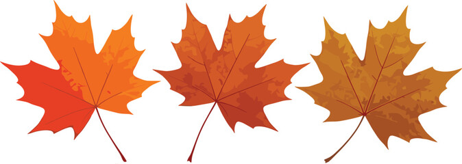 Fototapeta premium Autumn maple leaves vector illustration set with orange brown foliage for fall seasonal nature decoration