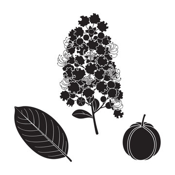 Crepe myrtle blossom panicle ribbed fruit and leaf set
