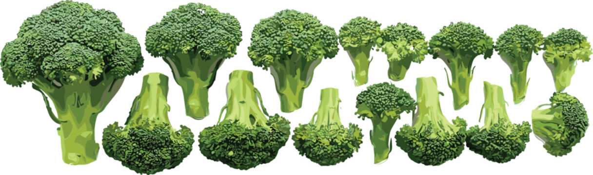 Healthy green broccoli vegetable elements collection with various sizes of raw healthy plant stems food ingredients for restaurant menu cooking recipe design.