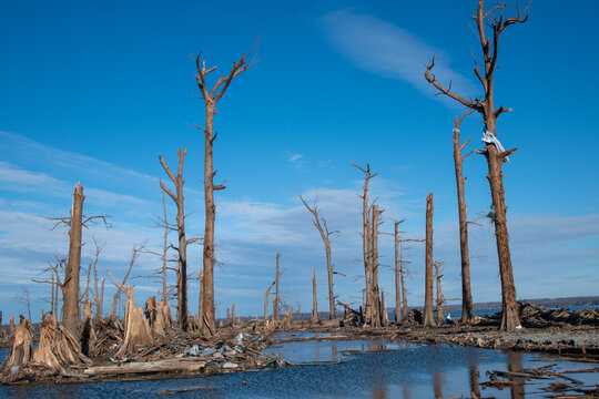 Tornado damage in Bald Eagle Habitat at Reelfoot Lake