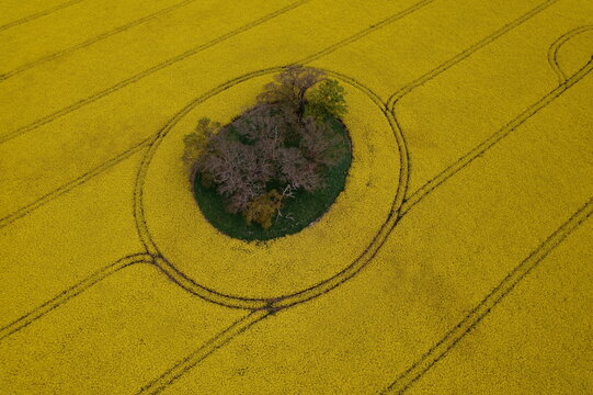 Aerial view of a small island of trees surrounded by vibrant yellow oilseed rape fields with tractor tracks in Nairn, Scotland, United Kingdom.