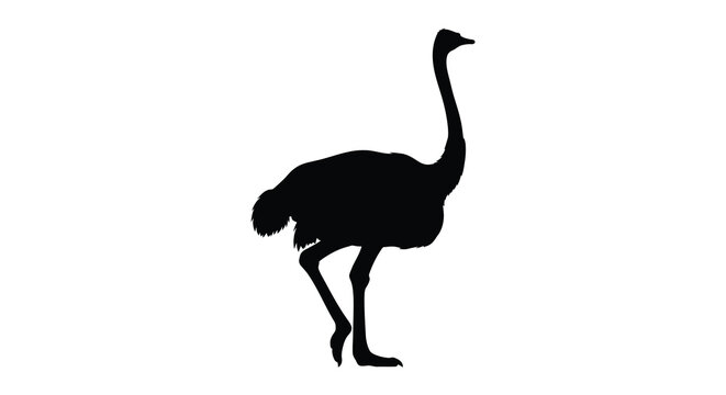 Ostrich silhouette against a white background high quality