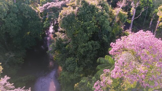 Cinematic Drone Footage of Leticia and Arara in the Amazon Rainforest &ndash; Colombia&rsquo;s Gateway to the Jungle and River Life