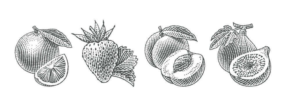 Fresh Figs, Peach, Strawberry and Orange. Hand drawn engraving style illustrations.	
