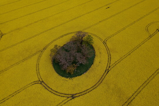 Aerial view of vibrant yellow oil seed rape fields with a circular island of trees and tractor tracks Nairn, Scotland, United Kingdom.