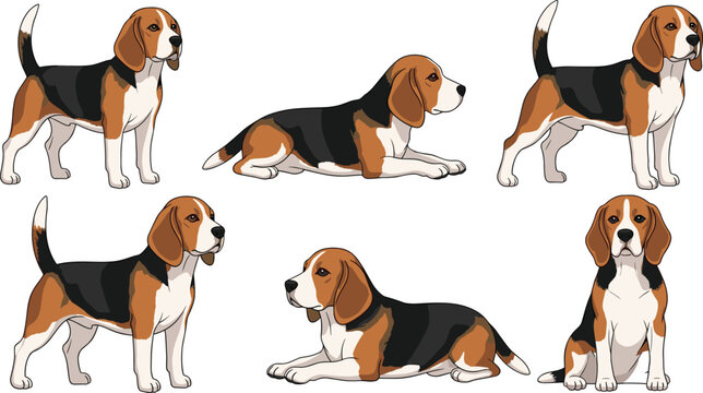 Realistic beagle dog vector illustration set with standing, sitting, and lying poses isolated on white background