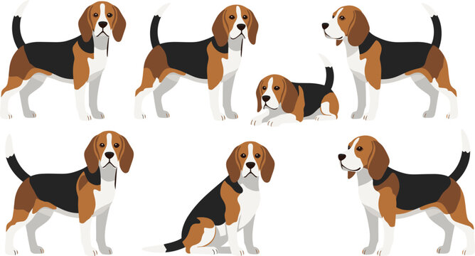 Realistic beagle dog vector illustration set with standing, sitting, lying, and walking poses isolated on white background