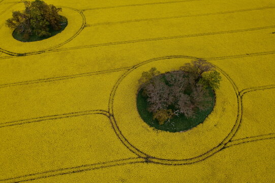Aerial view of vibrant yellow oilseed rape fields featuring circular islands of trees and distinct tractor tracks in Nairn, Scotland, United Kingdom.