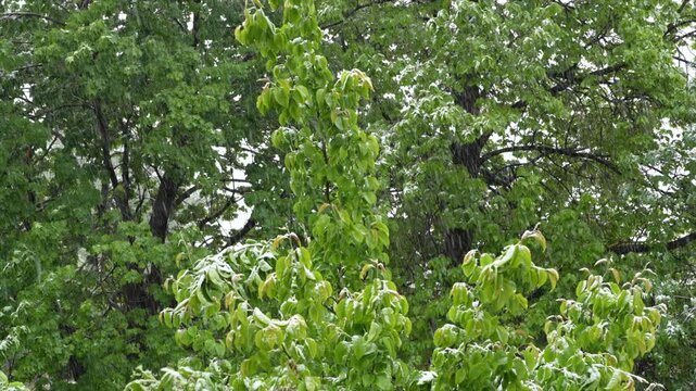 springtime snow storm with green trees in backyard