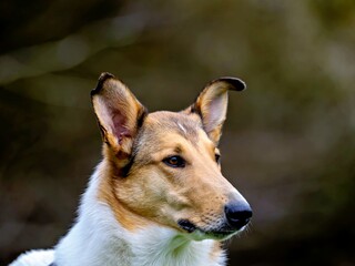 Obraz premium portrait of a short-haired collie