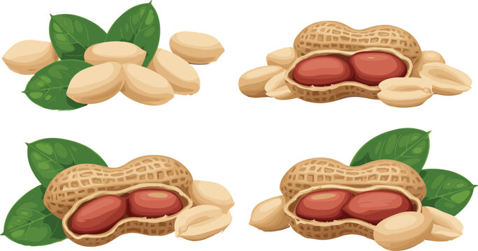 Realistic peanuts vector illustration set with shells, kernels, and green leaves for healthy snack design