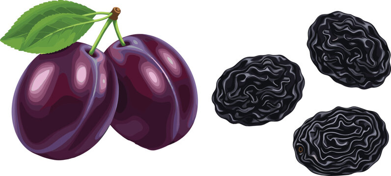 Realistic plum and prune vector illustration with fresh purple plums, green leaf, and dried fruit isolated