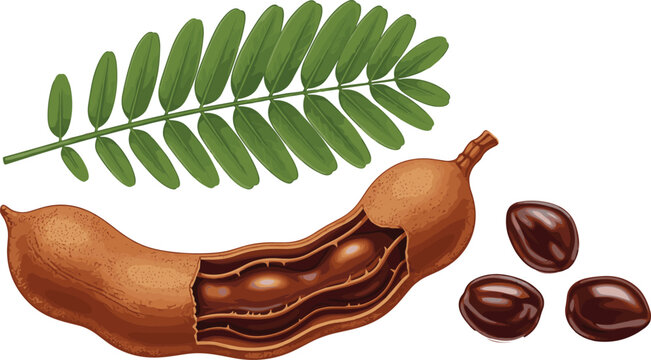 Realistic tamarind fruit vector illustration with open pod, glossy seeds, and green leaf isolated on white background
