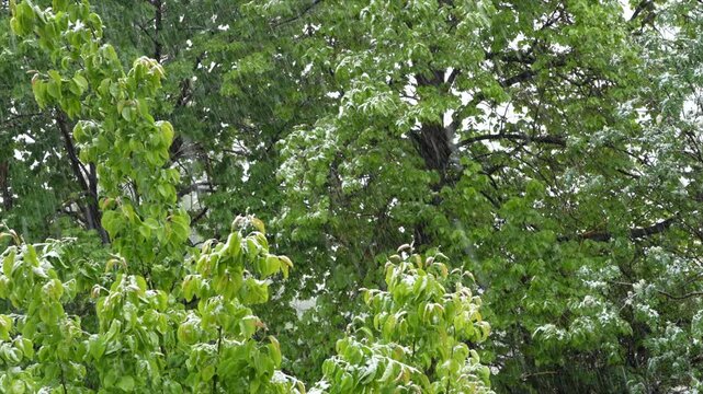 springtime snow storm with green trees in backyard