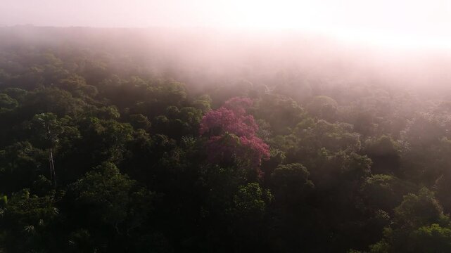 Cinematic Drone Footage of the Amazon Rainforest &ndash; Wild Rivers, Jungle Wildlife and Endless Tropical Wilderness