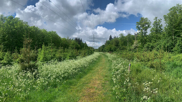 Panoramic landscape in spring at Kuniderbos Noordoostpolder. Electricity pylons and cables are cutting the forest on two parts.