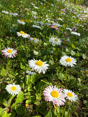 Lawn daisies flowers Bellis perennis in the meadow grass © OLENA LIALINA
