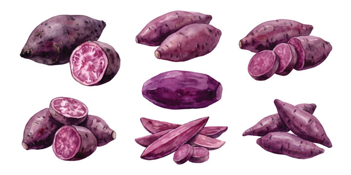 Watercolor set of purple sweet potato, ube yam root vegetable, farming, crop, harvest sliced and wedges food isolated on transparent background
