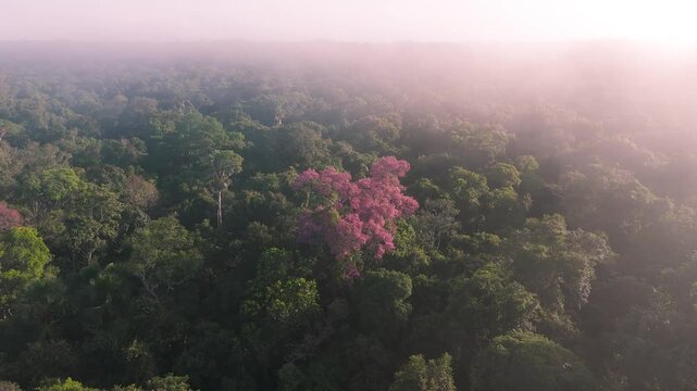 Cinematic Drone Footage of the Amazon Rainforest in Colombia &ndash; Wild Jungle Rivers and Endless Green Canopy