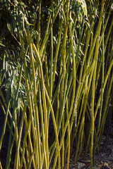 Fototapeta premium Bamboo stems and leaves in tropical garden, natural green plant background