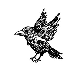 Naklejka premium Crow in flight sketch, hand drawn bird with spread wings and detailed feathers. Wildlife animal doodle art, flying avian creature nature study, black white ink drawing