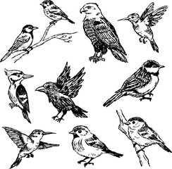 Naklejka premium Bird sketch collection, hand drawn birds set with hummingbird, woodpecker, sparrow perched flying poses. Wildlife animal doodle art, feathered creature ink drawing nature study
