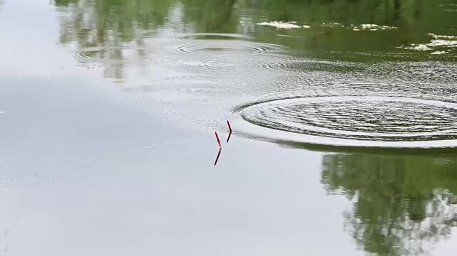 Red and black fishing float bobbing on the calm surface of a lake. Gentle ripples spread across the water with green trees reflected in the background. Tranquil fishing scene.