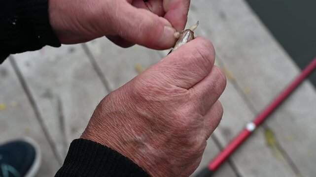 Fisherman's hands holding a freshly caught rutilus fish with red fins. Close-up of the hands removing the hook on a wooden bridge background.