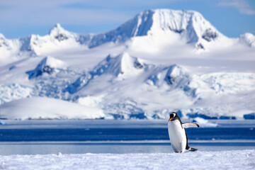 Obraz premium Gentoo Penguin in Antarctica