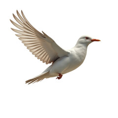 Obraz premium A single white bird soaring through the clear blue sky