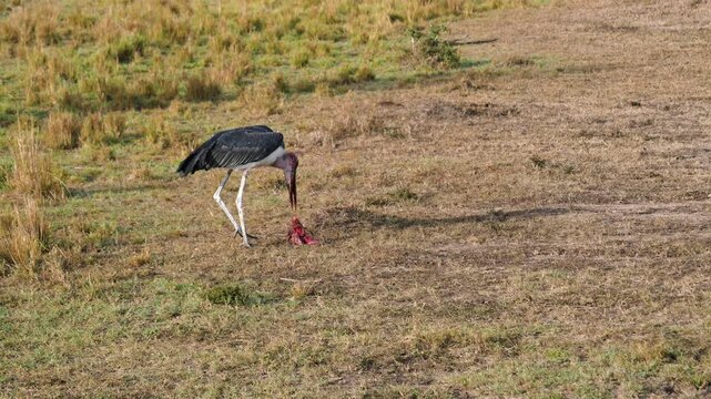 Dominant bird male takes prey from another. Scavenging birds hunt. Foraging storks seek nourishment during sunrise. Scavenging birds scavenge remains pray in plain. Teamwork of birds in eating meat