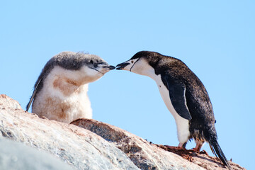Chinstrap Penguin with chick © Amalia Goodall