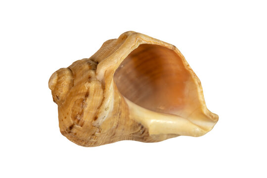 Marine conch seashell macro texture spiral glossy natural pattern