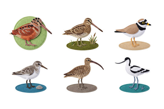 Set of shorebirds and wetland waders in felt craft style featuring woodcock, snipe, plover, sandpiper, curlew, and avocet.