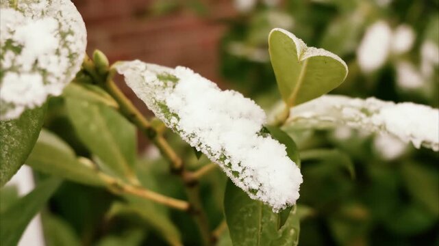 Snow covered laurel leaf close up rotating stock footage