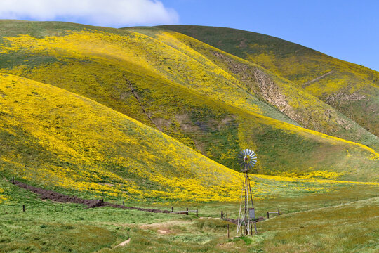 Rustic windmill surrounded by spring superbloom below Temblor Range, Carrizo Plain National Monument, California