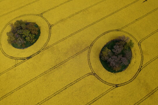 Aerial view of vibrant yellow oilseed rape fields with circular clusters of trees and geometric tractor tracks in Nairn, Scotland, United Kingdom.
