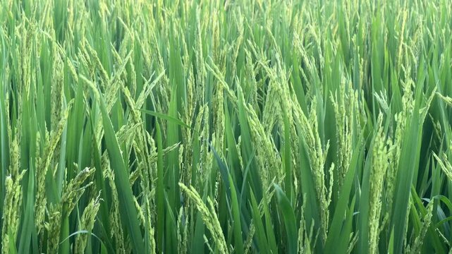 Lush green rice field with young grain panicles swaying in the wind under bright sunlight