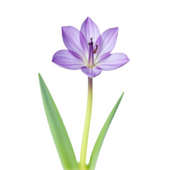 Obraz premium A single purple flower with green leaves on a white background, suitable for use in botanical or scientific illustrations