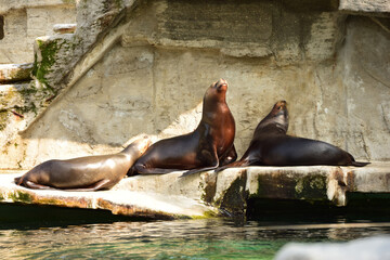 Fototapeta premium Three California sea lions basking in the sun on a rocky ledge near water. Group of sea lions resting and sunbathing on a concrete platform in a zoo enclosure.