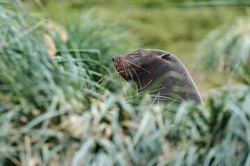 Antarctic Fur Seal © Amalia Goodall