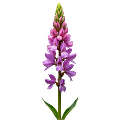 Obraz premium A close-up view of a single purple flower on its stem