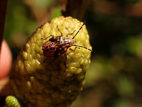 Juvenile stink bug macro 