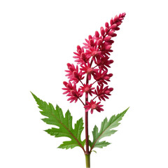 Fototapeta premium A single pink flower with green leaves growing on a white background